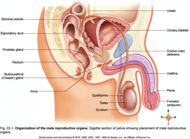 A Diagram Of The Male Reproductive System A Diagram Of The Male Reproductive System