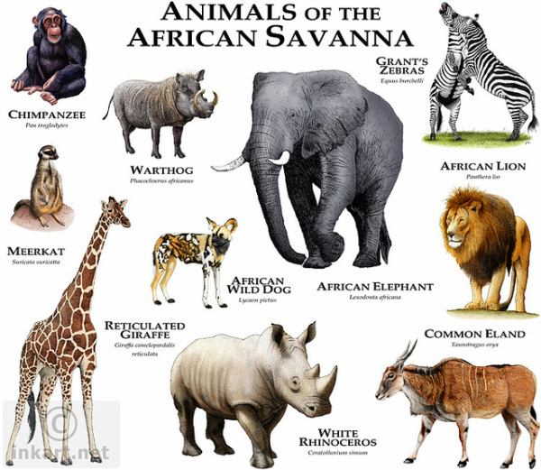 Unveiling Savanna's Abiotic Factors: Key Elements Shaping the Ecosystem Unveiling Savanna's Abiotic Factors: Key Elements Shaping the Ecosystem