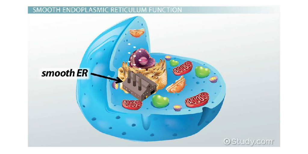Endoplasmic Reticulum Analogy: Simplifying Cell Functionality