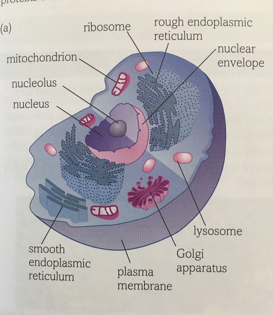 Are All Organelles Membrane-Bound? Quick Biology Fact Check