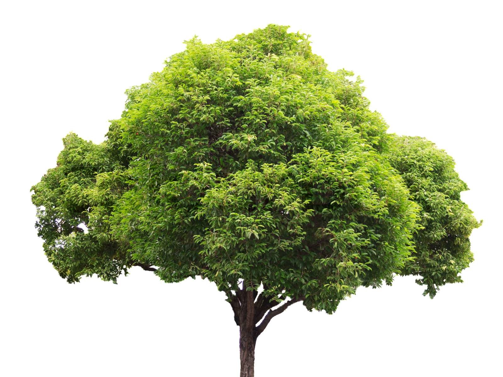 Are Isolated Trees Decomposers?