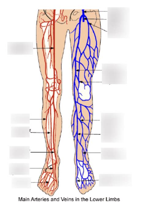 Arteries And Veins Of The Lower Limb Diagram Quizlet Arteries And Veins Of The Lower Limb Diagram Quizlet