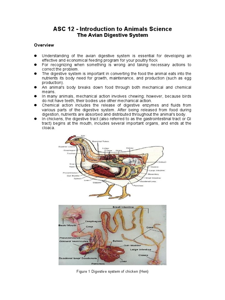 Understanding the Avian Digestive System: A Simple Guide