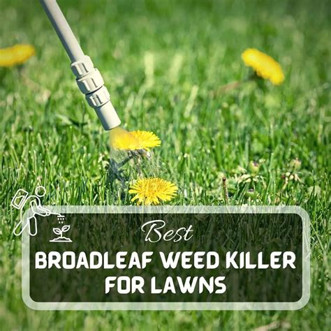 Best Broadleaf Weed Killer For Lawns 9 Highly Effective Options 2024