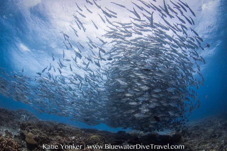 Best Diving In The Philippines Top 9 Bluewater Dive Travel Best Diving In The Philippines Top 9 Bluewater Dive Travel