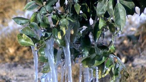 Citrus Crops in Crisis: Drought's Devastating Impact