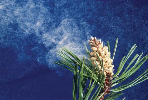 Conifer Pollination Wind Insects Britannica Conifer Pollination Wind Insects Britannica