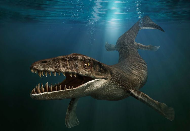 Dakosaurus Dakosaurus Facts Dk Find Out