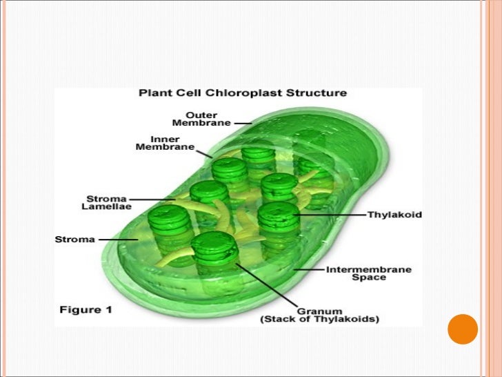 Unraveling the DNA of Chloroplasts: Plant Power Secrets Revealed