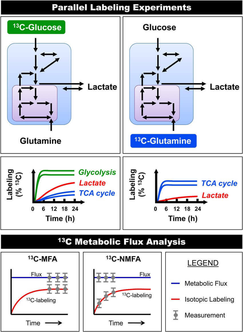 Elevated Neuronal Glutamine Metabolism Metabolism Of U 13 C Glutamine Elevated Neuronal Glutamine Metabolism Metabolism Of U 13 C Glutamine