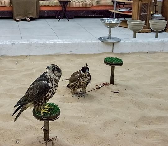 Falcon Birds For Sale East Los Angeles Ca 95636 Falcon Birds For Sale East Los Angeles Ca 95636