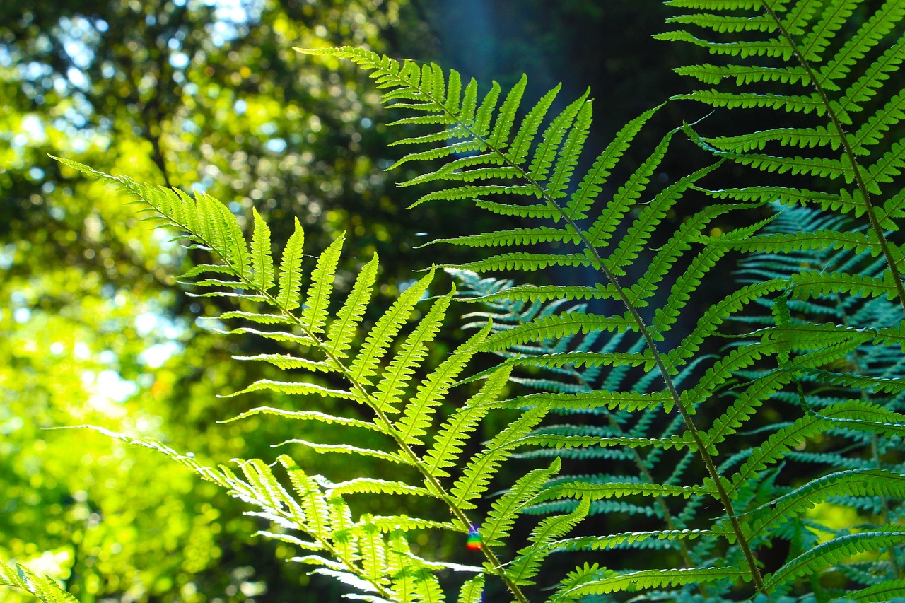 Ferns Leaves Ferns Leaves