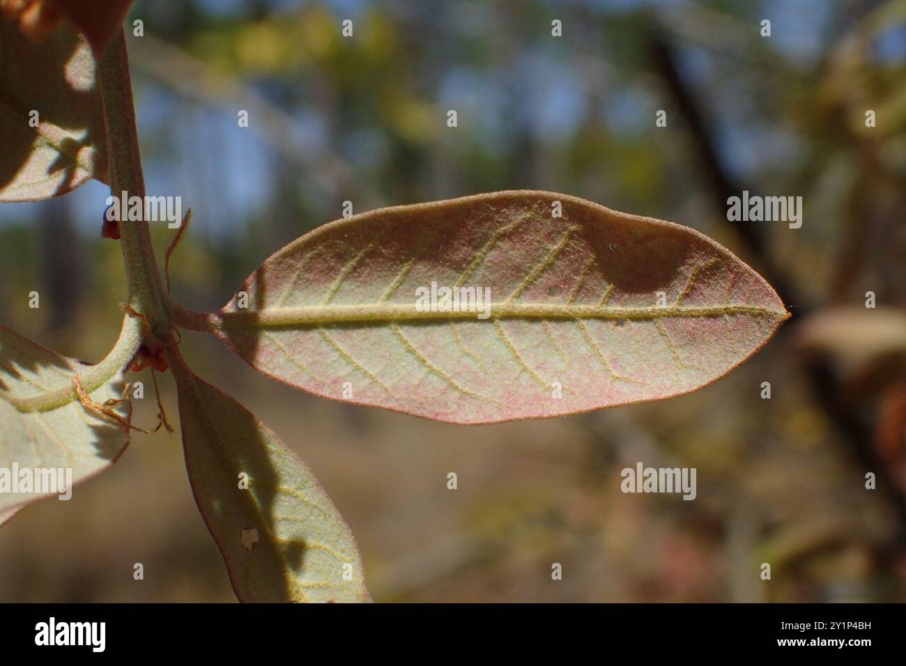 For 248 Fr310 Quercus Incana Bluejack Oak For 248 Fr310 Quercus Incana Bluejack Oak