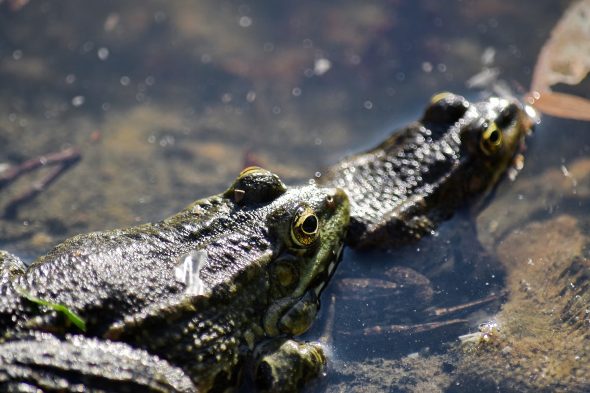 Frog: Reptile or Amphibian? The Surprising Truth