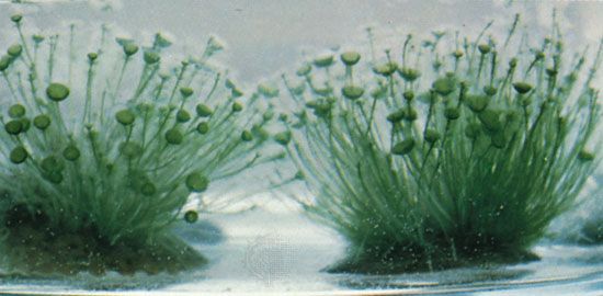 Green Algae Definition And Classification Green Algae Definition And Classification