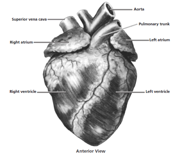 Heart Dissection Label: A Comprehensive Guide for Anatomy Students