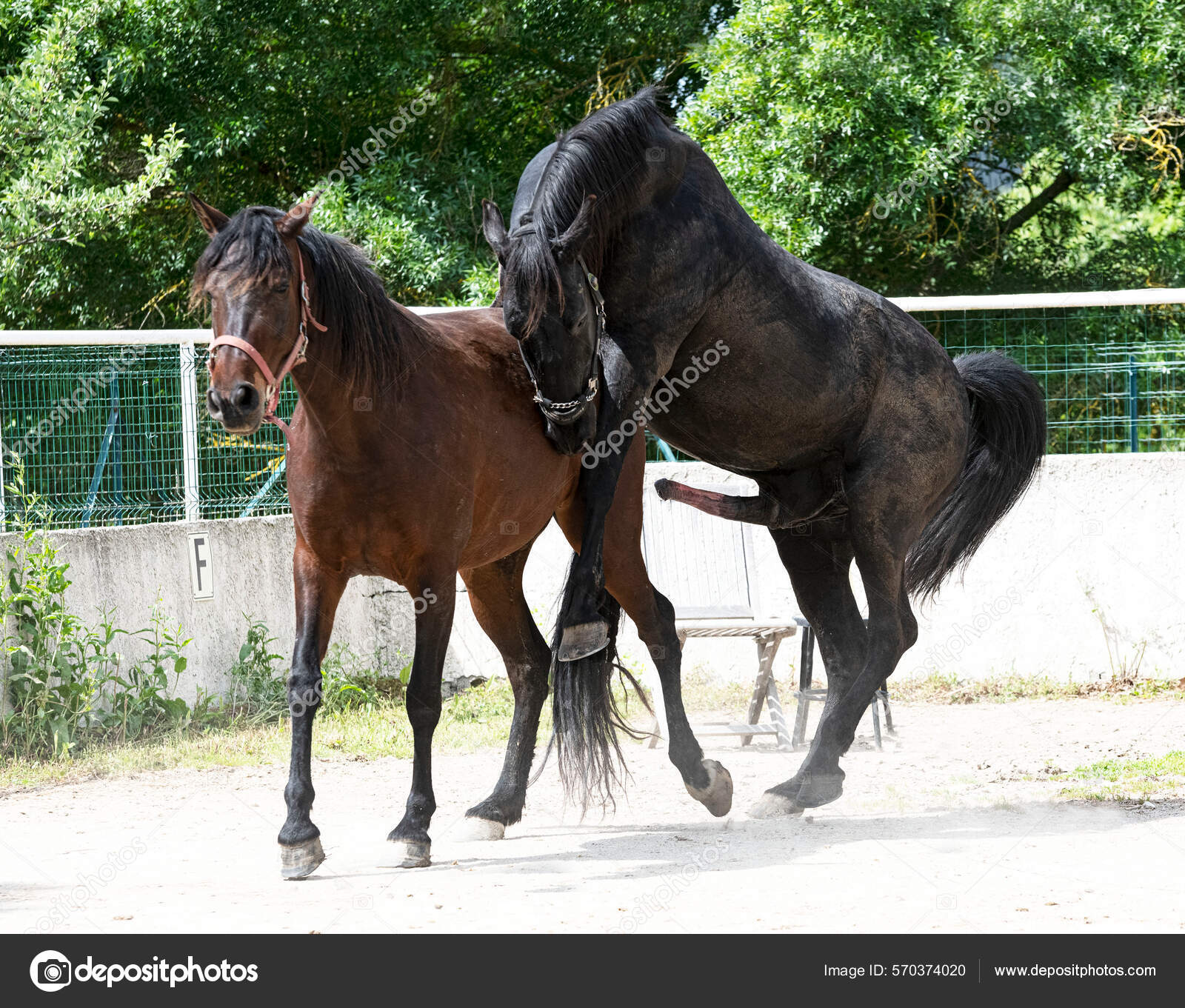 Understanding Horse Mating Behavior: Insights and Observations