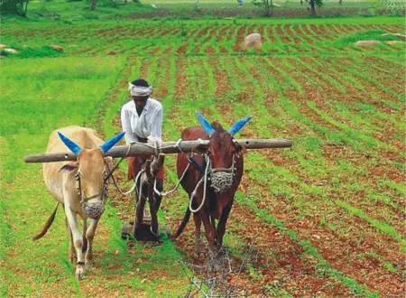 Horticulture vs Agriculture: Key Differences Explained