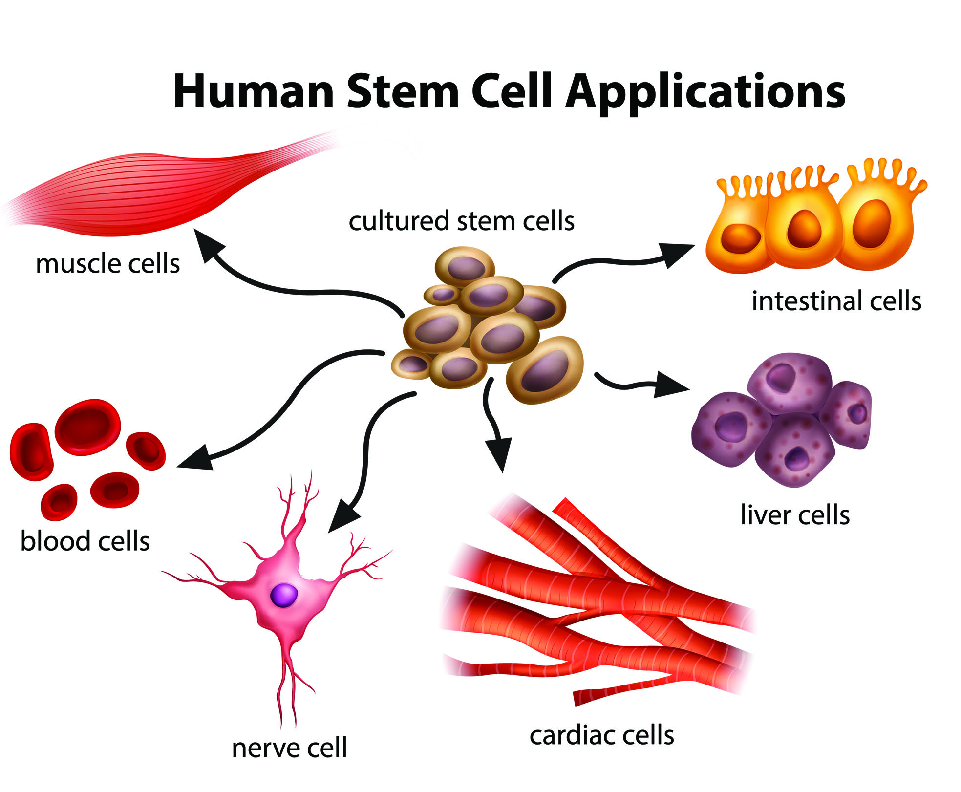 Unlocking Cell Specialization: How Do Cells Differentiate?