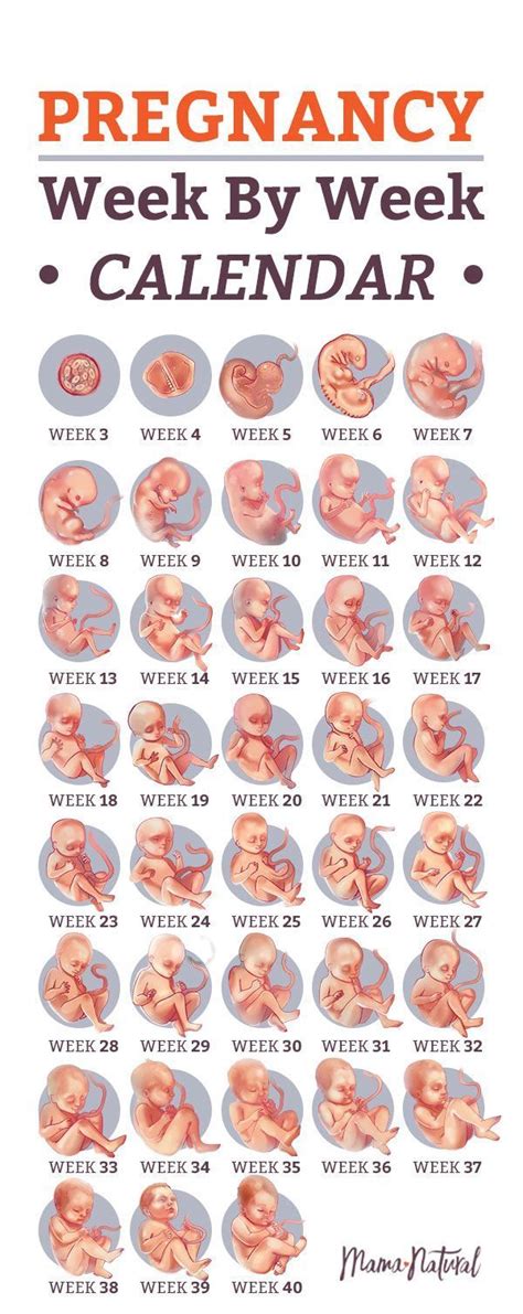 6 Weeks to Days: How Many Days Are There?