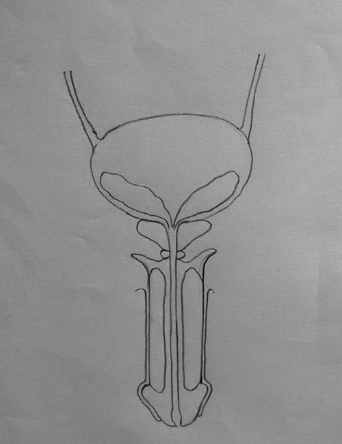 How To Draw Male Reproductive System Easily Step By Step Youtube How To Draw Male Reproductive System Easily Step By Step Youtube
