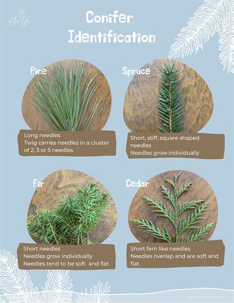 How To Identify Conifer Trees Learn Your Land How To Identify Conifer Trees Learn Your Land