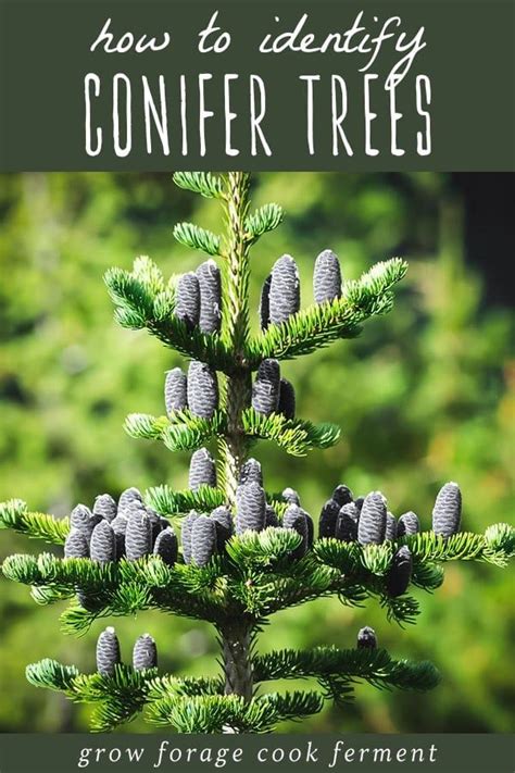 How To Identify Conifer Trees Pine Fir Spruce Juniper More Artofit How To Identify Conifer Trees Pine Fir Spruce Juniper More Artofit