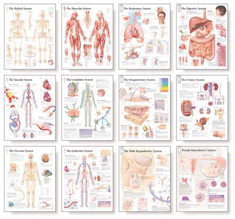 Human Anatomical Chart: A Visual Guide to the Body's Structure
