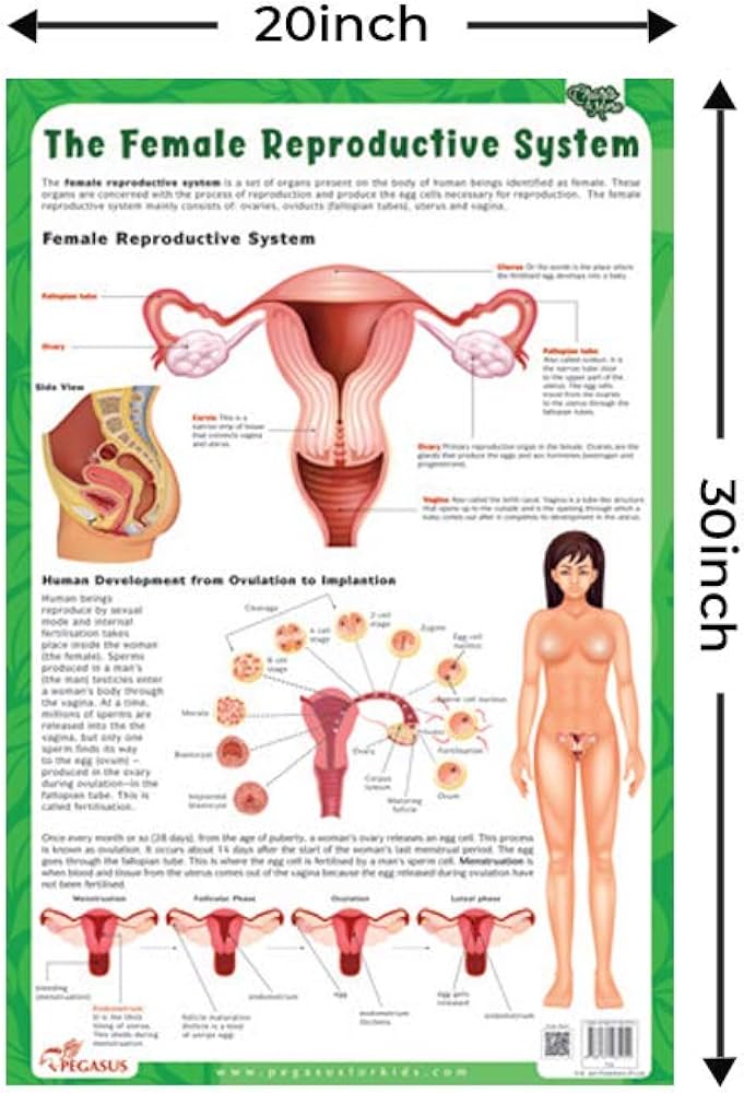 Human Reproductive System Britannicacom Human Reproductive System Britannicacom