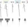 Jobs with the Root Vis: Unlocking Career Opportunities