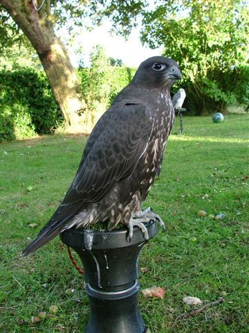 Lanner Falcon Birds For Sale 38Th Avenue Covert Township Mi 213995 Lanner Falcon Birds For Sale 38Th Avenue Covert Township Mi 213995