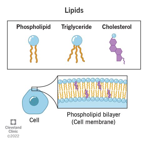 Lipid Diagram Structure Lipid Diagram Structure