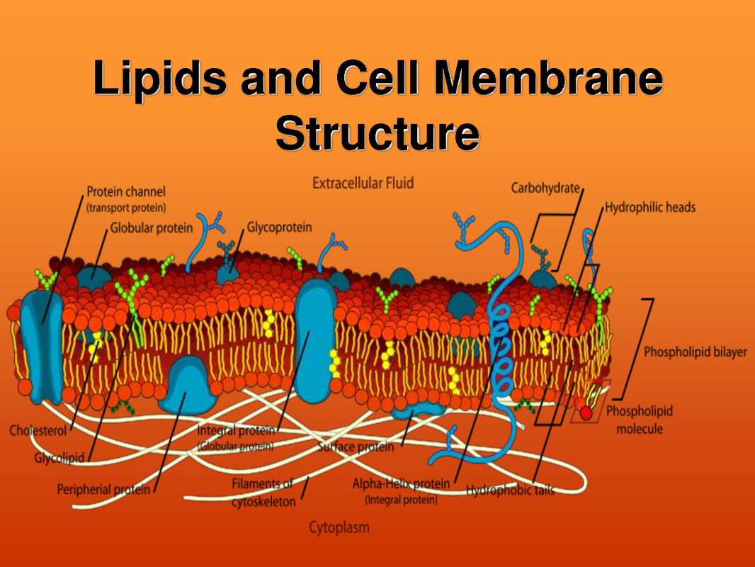 Lipids: Understanding Their Monomer Building Blocks