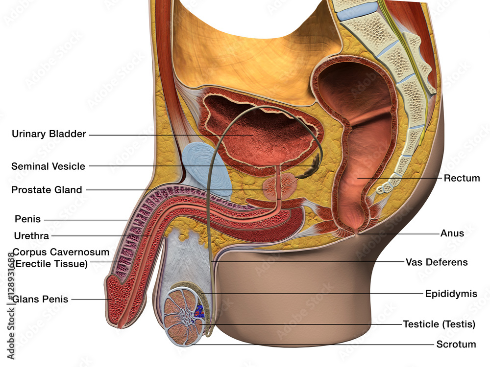 Male Reproductive System Labeled Model: Visual Guide