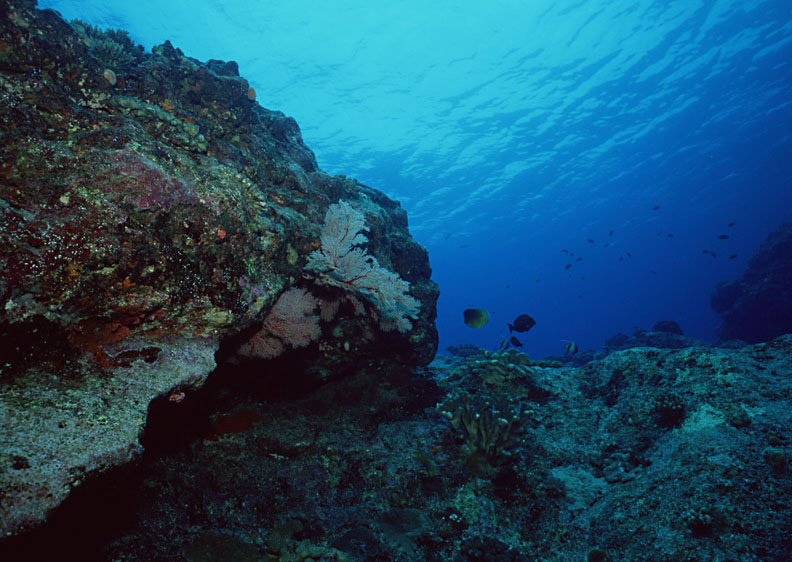 Marine Biologist Jobs: 2024 Outlook & Growth Trends
