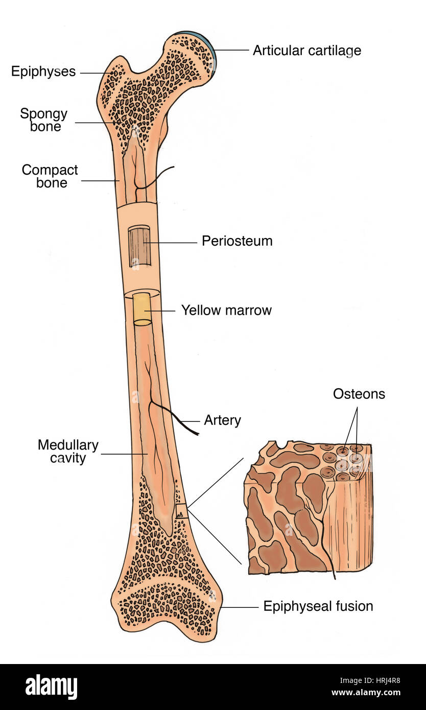 Medullary Cavity Diagram Medullary Cavity Diagram
