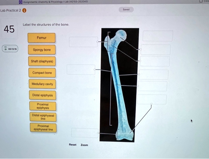Unveiling the Medullary Cavity of the Femur: A Deep Dive