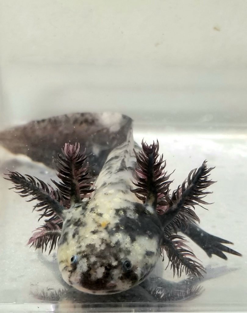 Mosaic Axolotl: A Unique Stomach View Explained