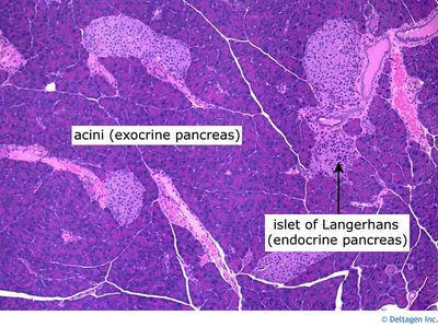 Exploring Pancreas Histology: A Microscopic Journey