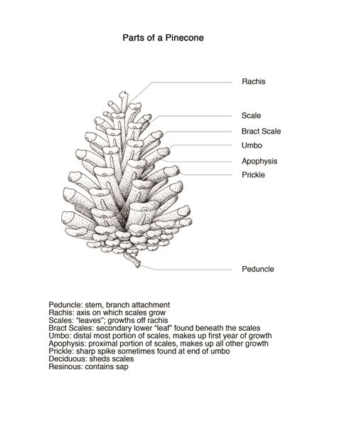 Parts Of A Pine Cone Parts Of A Pine Cone