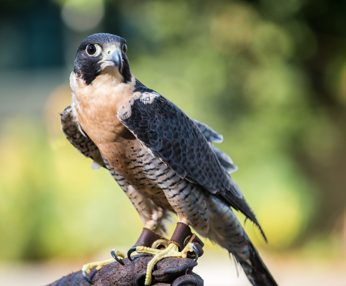 Peregrine Falcon Lindsay Wildlife Experience Peregrine Falcon Lindsay Wildlife Experience