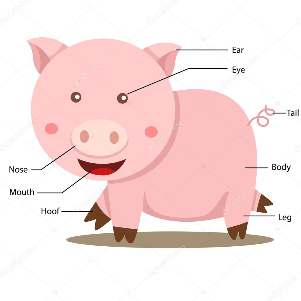 Understanding the Pig's Body: Key Parts Explained