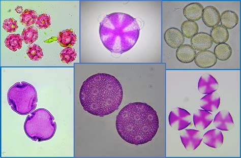 Pollen Identification Gallery For Hobby Beekeepers Pollen Identification Gallery For Hobby Beekeepers
