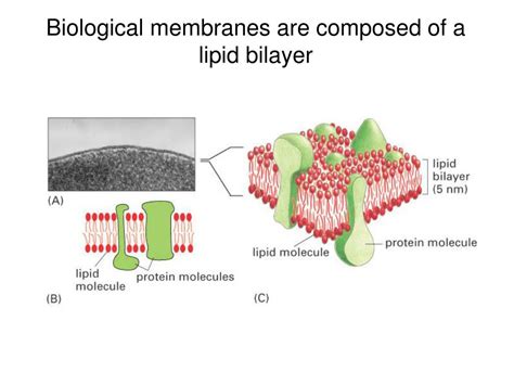 Ppt 01 20 10 Lecture 4 Cellular Building Blocks Lipids And Membranes Ppt 01 20 10 Lecture 4 Cellular Building Blocks Lipids And Membranes