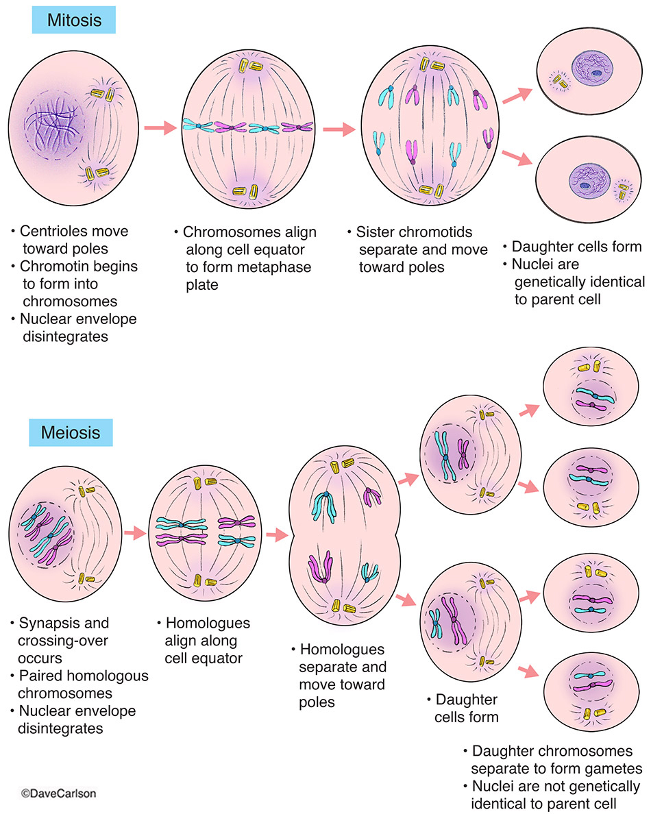 Ppt Meiosis Making Gametes Mitosis Review Mitosis Division Of The Ppt Meiosis Making Gametes Mitosis Review Mitosis Division Of The
