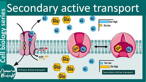 Primary vs. Secondary Transport: Key Differences Explained