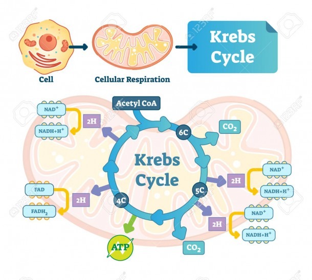 Schematic Diagram Of Central Carbon And Tricarboxylic Acid Cycle Schematic Diagram Of Central Carbon And Tricarboxylic Acid Cycle