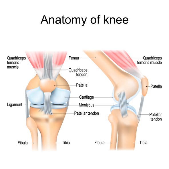 Sos Is The Bee S Knees When It Comes To Caring For Your Joints Sos Is The Bee S Knees When It Comes To Caring For Your Joints