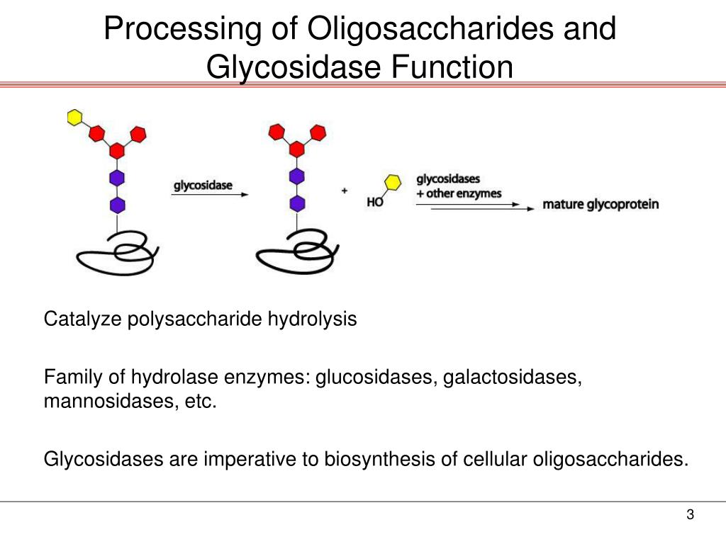 Sulfonium Ion Glycosidase Inhibitors And Their Derivatives Ppt Sulfonium Ion Glycosidase Inhibitors And Their Derivatives Ppt