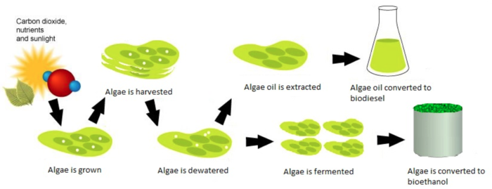 What's That Green Stuff? Decoding Algae Names on Food Labels